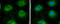 Leucyl-TRNA Synthetase 2, Mitochondrial antibody, GTX110083, GeneTex, Immunofluorescence image 
