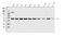 Mitochondrial Elongation Factor 1 antibody, A06887-1, Boster Biological Technology, Western Blot image 