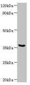 WD Repeat Domain 54 antibody, CSB-PA881001LA01HU, Cusabio, Western Blot image 