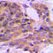 Protein Kinase C Theta antibody, LS-C352715, Lifespan Biosciences, Immunohistochemistry frozen image 