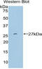 SP100 Nuclear Antigen antibody, LS-C296479, Lifespan Biosciences, Western Blot image 