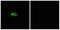 NK-3R antibody, A30848, Boster Biological Technology, Immunofluorescence image 