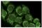 iNOS antibody, sc-7271, Santa Cruz Biotechnology, Immunofluorescence image 
