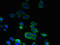 Serine Palmitoyltransferase Long Chain Base Subunit 2 antibody, LS-C370370, Lifespan Biosciences, Immunofluorescence image 