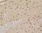 MutS Homolog 2 antibody, NBP2-76896, Novus Biologicals, Immunohistochemistry frozen image 