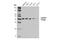LFNG O-Fucosylpeptide 3-Beta-N-Acetylglucosaminyltransferase antibody, 66472S, Cell Signaling Technology, Western Blot image 