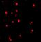 Cbl Proto-Oncogene antibody, GTX31301, GeneTex, Immunohistochemistry paraffin image 