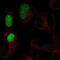 POU Class 3 Homeobox 3 antibody, NBP2-57011, Novus Biologicals, Immunofluorescence image 