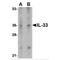 Interleukin 33 antibody, MBS150331, MyBioSource, Western Blot image 