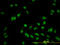 Hes Related Family BHLH Transcription Factor With YRPW Motif Like antibody, LS-C133717, Lifespan Biosciences, Immunofluorescence image 