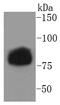 Lipase E, Hormone Sensitive Type antibody, A06762S853, Boster Biological Technology, Western Blot image 