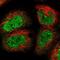 DEAH-Box Helicase 8 antibody, NBP2-13923, Novus Biologicals, Immunocytochemistry image 