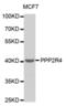 Protein Phosphatase 2 Phosphatase Activator antibody, abx001563, Abbexa, Western Blot image 