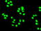 GSF antibody, GTX83919, GeneTex, Immunofluorescence image 