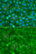 NCK Adaptor Protein 1 antibody, A0999, ABclonal Technology, Immunofluorescence image 