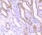 Transcription Factor A, Mitochondrial antibody, NBP2-75577, Novus Biologicals, Immunohistochemistry paraffin image 