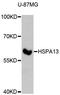 Heat Shock Protein Family A (Hsp70) Member 13 antibody, A4132, ABclonal Technology, Western Blot image 