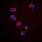 Ephrin A3 antibody, LS-C352140, Lifespan Biosciences, Immunofluorescence image 