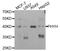 Phytanoyl-CoA 2-Hydroxylase antibody, A05846, Boster Biological Technology, Western Blot image 