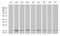 RNA Polymerase II Subunit H antibody, LS-C799100, Lifespan Biosciences, Western Blot image 