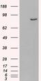 Phosphodiesterase 4B antibody, 46-181, ProSci, Enzyme Linked Immunosorbent Assay image 