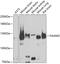 Dishevelled Associated Activator Of Morphogenesis 2 antibody, GTX33141, GeneTex, Western Blot image 