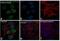 Protein Kinase AMP-Activated Catalytic Subunit Alpha 1 antibody, PA5-37821, Invitrogen Antibodies, Immunofluorescence image 