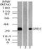 G Protein-Coupled Receptor 35 antibody, NBP2-24640, Novus Biologicals, Western Blot image 