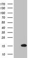 NDUFA4 Mitochondrial Complex Associated Like 2 antibody, LS-C792526, Lifespan Biosciences, Western Blot image 