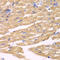 Amyloid Beta Precursor Like Protein 1 antibody, 18-746, ProSci, Immunohistochemistry frozen image 