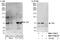 Nuclear Receptor Subfamily 2 Group C Member 1 antibody, NBP1-71803, Novus Biologicals, Western Blot image 