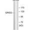 Glutamate Ionotropic Receptor Delta Type Subunit 2 antibody, A05305, Boster Biological Technology, Western Blot image 
