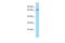 DNA Polymerase Alpha 2, Accessory Subunit antibody, A08427, Boster Biological Technology, Western Blot image 