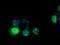 RASD Family Member 2 antibody, GTX83724, GeneTex, Immunofluorescence image 