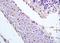 Dishevelled Segment Polarity Protein 2 antibody, orb2690, Biorbyt, Immunohistochemistry paraffin image 