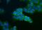 Ubiquitin Specific Peptidase 9 X-Linked antibody, PA5-23035, Invitrogen Antibodies, Immunofluorescence image 