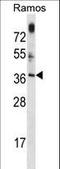 Mitochondrial Ribosome Associated GTPase 1 antibody, LS-C164660, Lifespan Biosciences, Western Blot image 