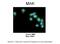 Male Germ Cell Associated Kinase antibody, 25-754, ProSci, Immunohistochemistry frozen image 
