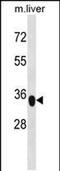 Yip1 Domain Family Member 3 antibody, PA5-48810, Invitrogen Antibodies, Western Blot image 