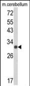 Upstream Transcription Factor 2, C-Fos Interacting antibody, PA5-35342, Invitrogen Antibodies, Western Blot image 