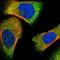 Lipin 2 antibody, HPA017857, Atlas Antibodies, Immunofluorescence image 