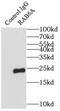 Ras-related protein Rab-6A antibody, FNab07041, FineTest, Immunoprecipitation image 