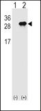 Interferon Lambda 3 antibody, LS-C165204, Lifespan Biosciences, Western Blot image 