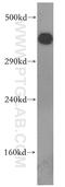 Protein Kinase, DNA-Activated, Catalytic Subunit antibody, 19983-1-AP, Proteintech Group, Western Blot image 