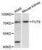 Fucosyltransferase 8 antibody, LS-C748002, Lifespan Biosciences, Western Blot image 