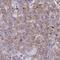 Olfactory Receptor Family 4 Subfamily B Member 1 antibody, HPA059443, Atlas Antibodies, Immunohistochemistry frozen image 