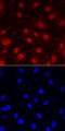 Interleukin 33 antibody, AF3626, R&D Systems, Immunofluorescence image 