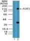 ArfGAP With SH3 Domain, Ankyrin Repeat And PH Domain 2 antibody, NBP2-24614, Novus Biologicals, Western Blot image 