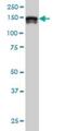 Stromal Antigen 2 antibody, H00010735-M01, Novus Biologicals, Western Blot image 