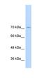 GTF2I Repeat Domain Containing 1 antibody, orb330044, Biorbyt, Western Blot image 